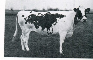 Claudio Parmiggiani - zoogeografiche - 1968