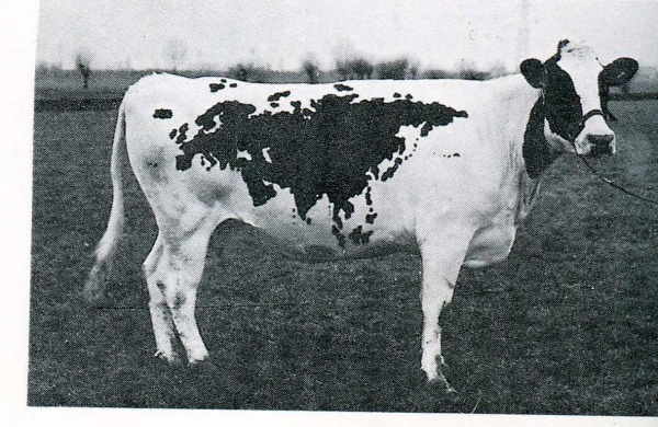 Claudio Parmiggiani - zoogeografiche - 1968