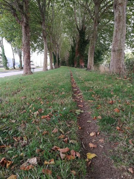 Fichier:Allée d'arbres 3.jpg